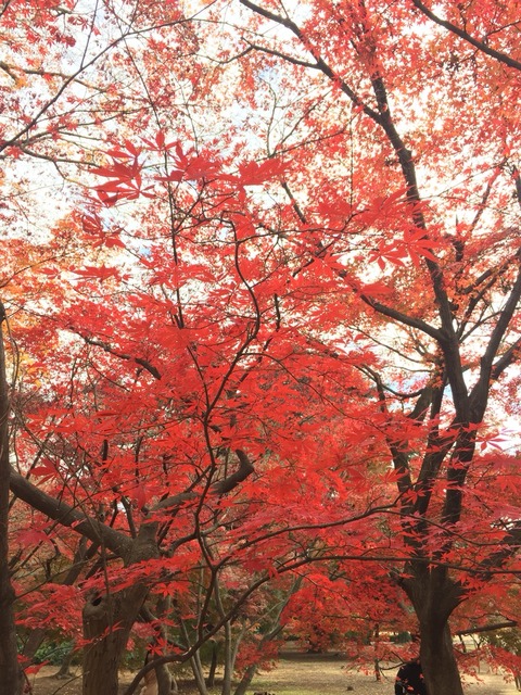 秋から冬へ。この時季ならではの日本の美を愛でる。「新宿御苑」を歩く。