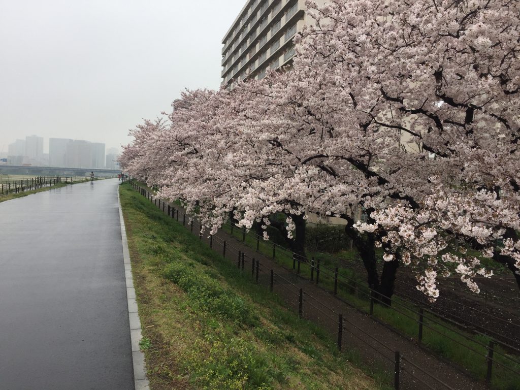 日本ではじめて鉄道が走った区間を歩く旅！多摩川桜の小径