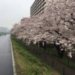 日本ではじめて鉄道が走った区間を歩く旅！多摩川桜の小径
