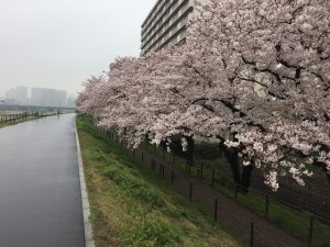 日本ではじめて鉄道が走った区間を歩く旅！多摩川桜の小径