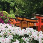 東京十社巡り「根津神社」！3,000本のツツジ咲くパワースポット