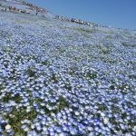 一度は訪れたい世界の絶景「ネモフィラの丘」。美しい瑠璃色の花景色。国営ひたち海浜公園を歩く。