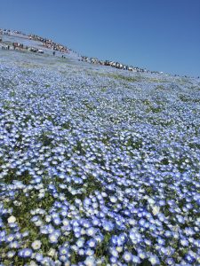 一度は訪れたい世界の絶景「ネモフィラの丘」。美しい瑠璃色の花景色。国営ひたち海浜公園を歩く。