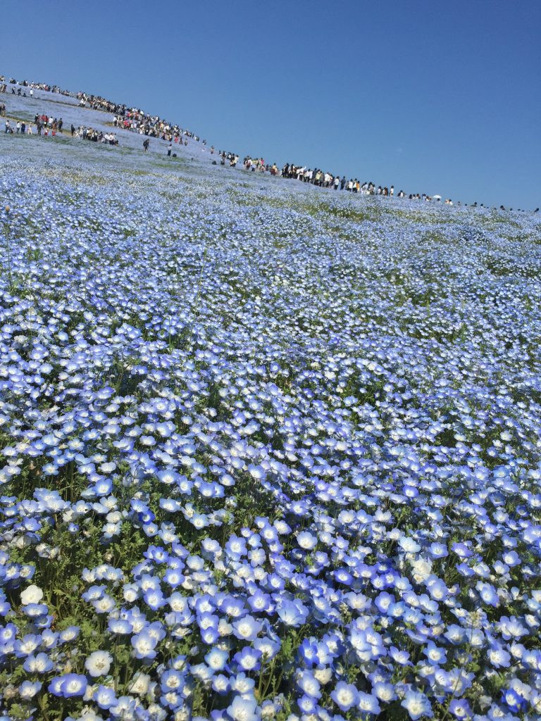 一度は訪れたい世界の絶景「ネモフィラの丘」。美しい瑠璃色の花景色。国営ひたち海浜公園を歩く。