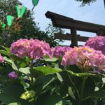 東京十社巡り「白山神社」！3000株の花薫るあじさい祭り