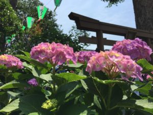 東京十社巡り「白山神社」!3000株の花薫るあじさい祭り