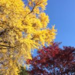 紅葉もゆる新宿御苑、晩秋あるいは初冬の散歩道