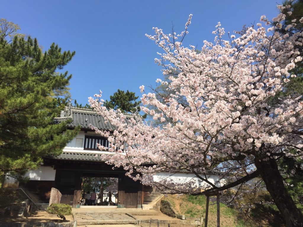 桜舞う土浦城址をぶら歩き！亀城公園”土浦桜まつり”