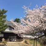 桜舞う土浦城址をぶら歩き！亀城公園”土浦桜まつり”