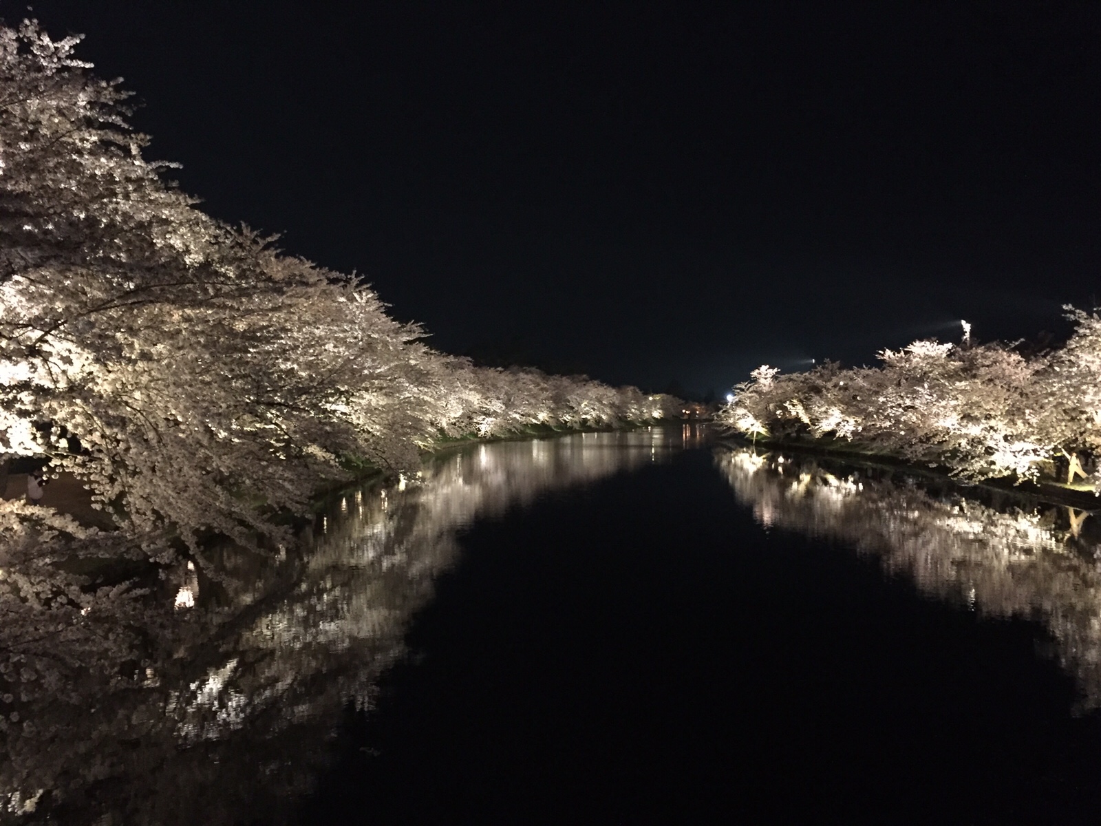 弘前さくらまつり【夜桜】水面を彩る幻想的な桜色の煌めき