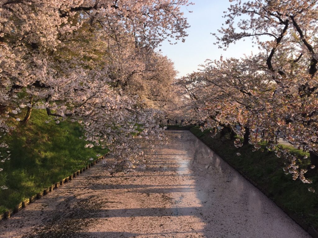 弘前さくらまつり　花筏に津軽富士…桜色の絶景に出会う旅へ