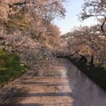 弘前さくらまつり　花筏に津軽富士…桜色の絶景に出会う旅へ