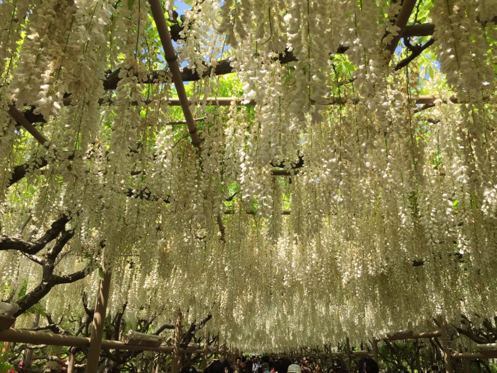 世界の夢の旅行先”あしかがフラワーパーク”　幻想的な藤の花房