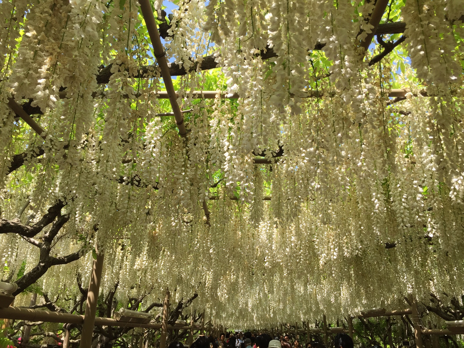 世界の夢の旅行先”あしかがフラワーパーク”　幻想的な藤の花房