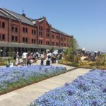 横浜赤レンガ倉庫にネモフィラの花が咲く ”フラワーガーデン2018”