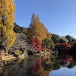 新宿御苑　いつも訪れる晩秋の紅葉散歩