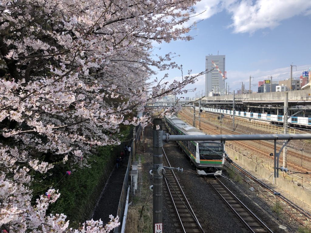 江戸屈指の桜の名所「飛鳥山」桜の公園ぶら歩き