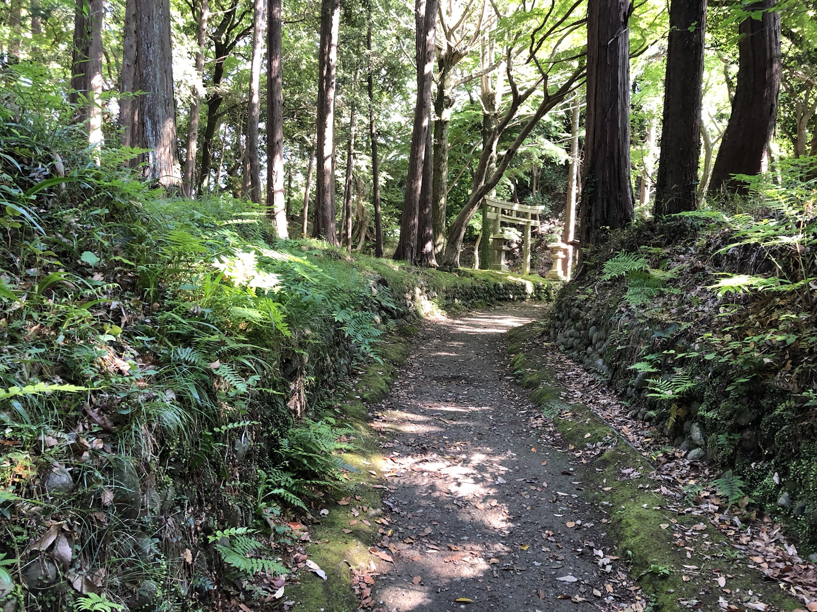 城ぶら「韮山城」！北条早雲の夢、戦国のはじまりと終わりを